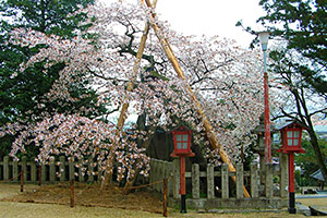 山王宮日吉神社の含紅桜