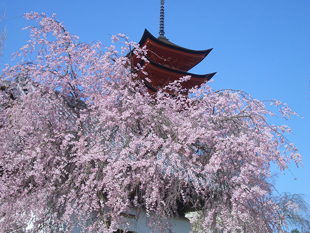 五重塔としだれ桜