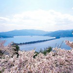 天橋立の桜の名所