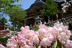 成相寺しゃくなげ