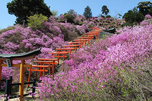 獅子崎稲荷神社のみつばつつじ