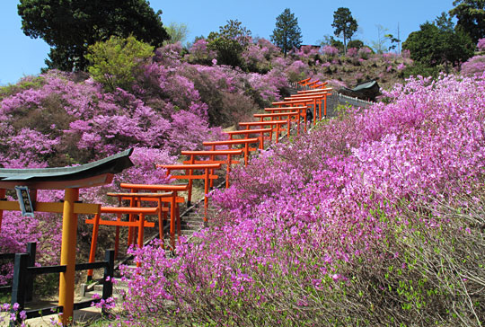 Mitsuba-Tsutsuji of Shiizaki-Inari Shrine