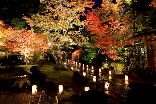 松島紅葉ライトアップ