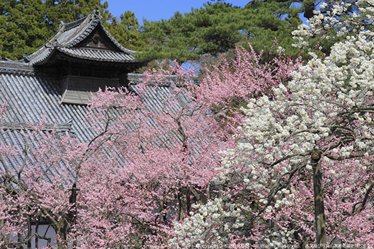 瑞巌寺の臥龍梅