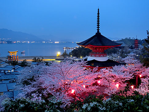 二层宝塔和夜里的樱花